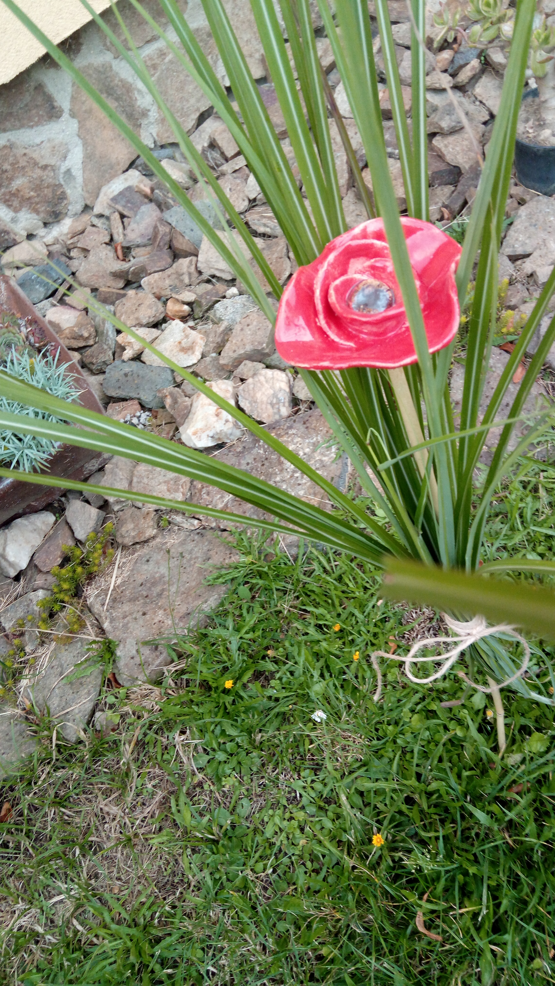 Vlčí mák - symbol válečných veteránů